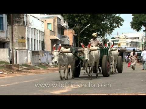 Beef Shops In Chennai